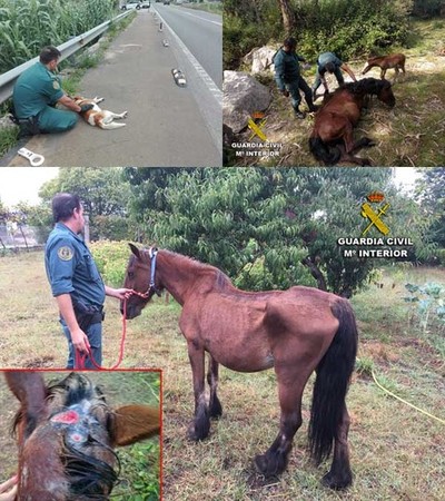 La Guardia Civil ha investigado 151 delitos contra el medio ambiente durante el 2017 en la provincia de Pontevedra