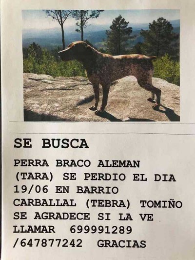 -APARECI- Se busca a perra perdida en Tebra - Tomio