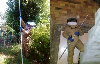 Tomio retira con medios propios medio centenar de nios de vespa asitica nos ltimos dous meses