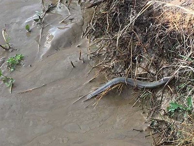 O BNG solicita nova valoracin de impacto ambiental para a nova gasolineira na Gndara