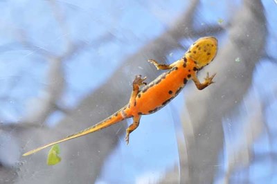 -Trito-de-Ventre-Laranja- e ?Enguia- do mote a duas exposies no Aquamuseu