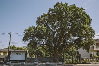 Cuadernos de la Sociedad Espaola de Ciencias Forestales publica un artigo sobre o Catlogo de rbores Senlleiras de Tomio