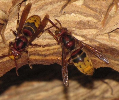 O Rosal acoller en febreiro o curso formativo -Depoapicultura-