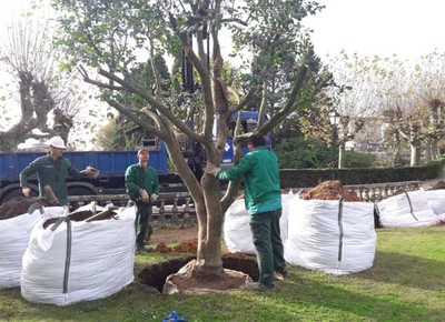 Dous camelios e un cactus existentes nas propiedades afectadas pola apertura da ra Ourense foron plantados nos xardns de Troncoso