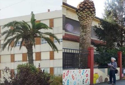 O Picudo Vermello afectou en catro anos a un total de 282 palmeiras na Guarda