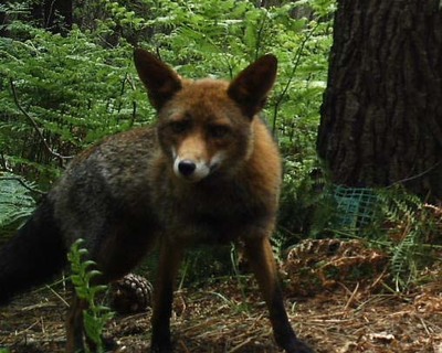 A Asociacin Naturalista Baixo Mio -ANABAM- en contra dos campionatos de caza de raposo