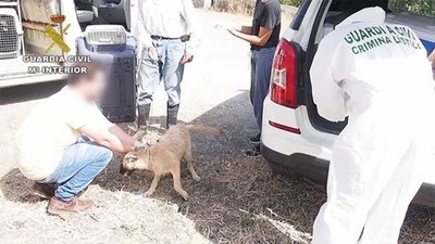  El SEPRONA de la Guardia Civil detiene o investiga a cerca de 600 personas por delitos contra el maltrato animal