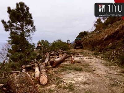 O Nematodo do Pieiro centrar a reunin informativa da Asociacin Forestal este sbado en Tomio
