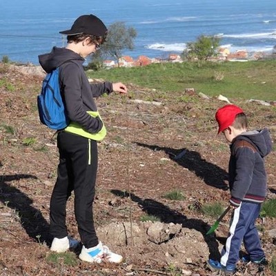 Reforestacins en Randufe e Areas co gallo Da da rbore