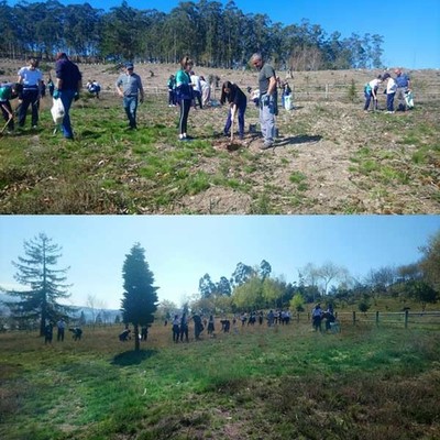 ltimos traballos realizados pola Comunidade de Montes de Camposancos no Monte Santa Trega