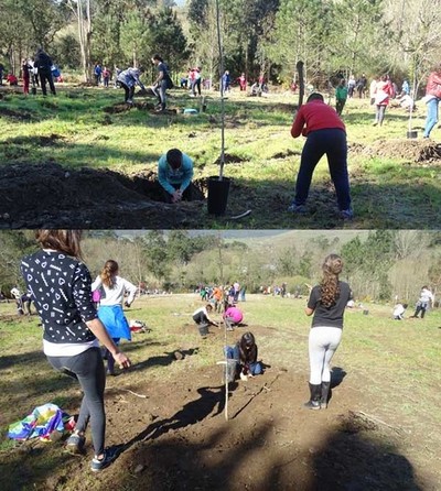 Estudantes tomieses plantan 75 rbores autctonas cedidas pola comunidade de montes