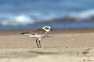 Aves protegidas nos areais das praias de Caminha