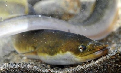 Aquamuseu do rio Minho integra consrcio europeu para preservao de peixes migradores