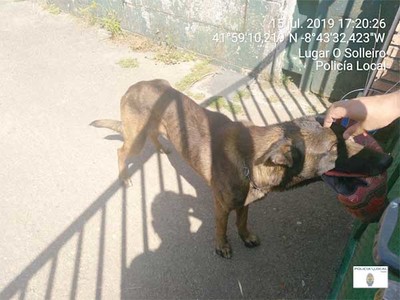 Investigan un presunto delito de maltrato animal por el abandono de un perro sin comida ni agua 
