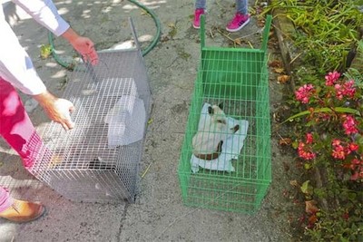 Duas campanhas de esterilizao em curso para combater abandono e reduzir nmero de animais errantes em Caminha