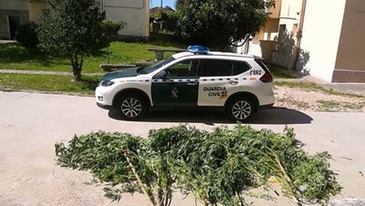 La Guardia Civil se incauta de una plantacin de marihuana en Tomio