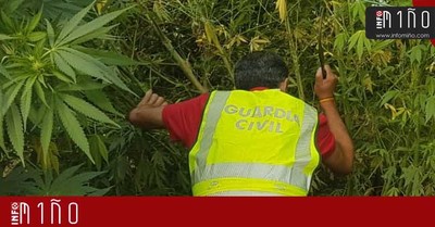 La Guardia Civil se incauta de una plantacin de marihuana en A Guarda 