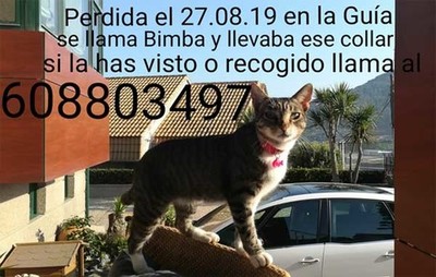Se busca gatita perdida en A Guarda