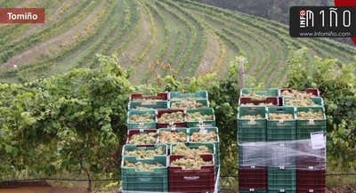 La finca vincola ms grande de Galicia comienza la vendimia este martes con ms de 200 trabajadores