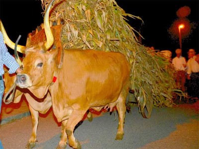 O Desfile com Carro de Bois da Desfolhada de Cerdal