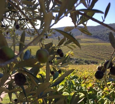 Altos de Torona inicia la recoleccin de ms de 1.300 kilos de aceituna en la finca vincola ms grande de Galicia
