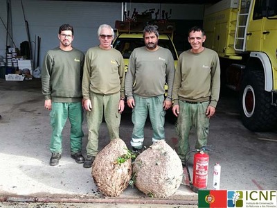 Destrudos 135 ninhos de vespa velutina no concelho de Cerveira 