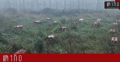 Roban una treintena de postes de cemento de una finca en O Rosal