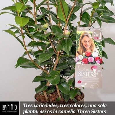 Tres variedades, tres colores, una sola planta: as es la camelia Three Sisters