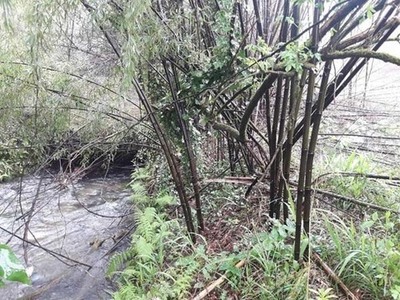 La Confederacin del Mio-Sil retira especies invasoras que obstaculizan la capacidad de desage de los ros Cotarel y Furnia en Tui 