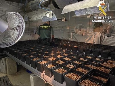 La Guardia Civil desmantela en Tomio la infraestructura de una plantacin -indoor de marihuana