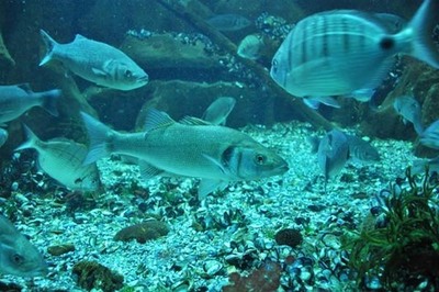 O Robalo - Exposio bimestral online no Aquamuseu do rio Minho 