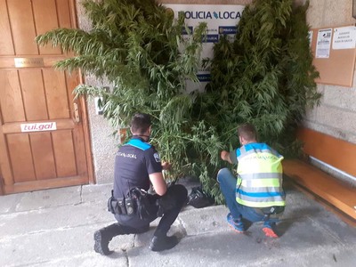 A Polica Local, en colaboracin coa Garda Civil, interveu unha plantacin de marihuana en Ribadelouro - Tui