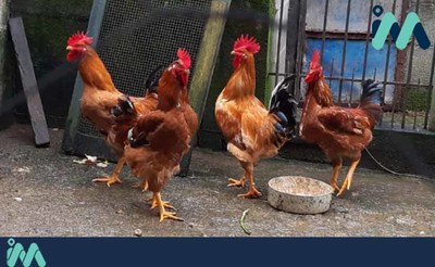 A Guarda se atopa na zona de especial vixilancia por risco en relacin  influenza aviaria en aves
