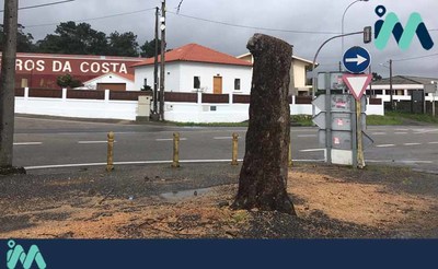 A Polica Local da Guarda abre unha investigacin pola tala dunha rbore ao carn do Santuario de San Roque