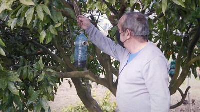 O Concello pon en marcha unha campaa para distribur trampas para vespa velutina polo Rosal