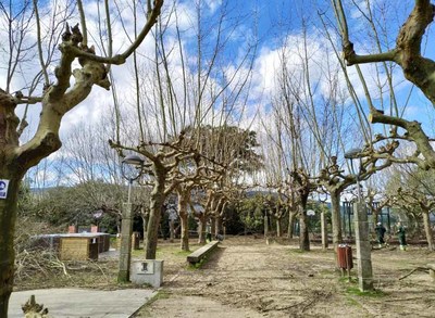 Tomio contina os labores de mantemento e renovacin do arboredo municipal 