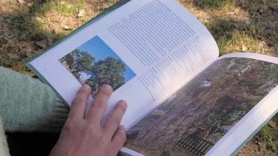 Contina aberto o prazo para participar no Concurso de rbores senlleiras en Tomio