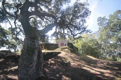 Medio Ambiente incorpora ao catlogo galego de rbores senlleiras unha formacin de Sobreiras localizada no Rosal