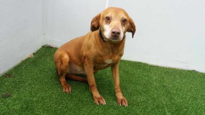 O CAAN da Deputacin de Pontevedra supera as 200 adopcins de animais no que vai de ano