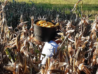 O Concello convida  vecianza a participar nun documental sobre a agricultura tradicional en Oia
