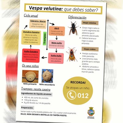 Vespa velutina: que debes saber?