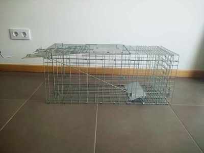 A Guarda aplica o Protocolo CES para o control das colonias felinas