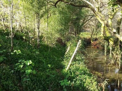 La Confederacin Mio-Sil invertir 117.000 euros en mejorar la capacidad hidrulica del regato Cotarel a su paso por Monte Aloia (Tui- Pontevedra)