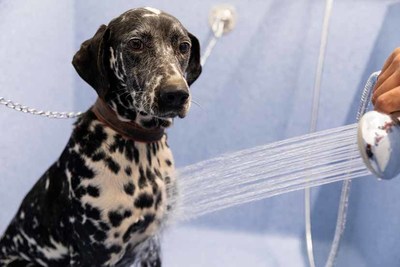 Abre sus puertas en el Balneario de Caldelas de Tui el Centro Zoolgico Termal El Arca, pionero en Espaa en tratamientos termales para animales
