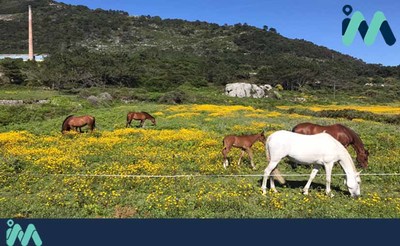 Contin�an los conflictos entre un ganadero de A Guarda y cazadores por el uso de terrenos