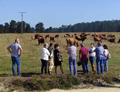 -As vaquias de Pinzs-, un exemplo da xestin sostible e rendible do monte
