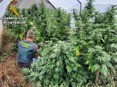 La Guardia Civil interviene cuatro plantaciones de marihuana en la comarca de O Baixo Mio