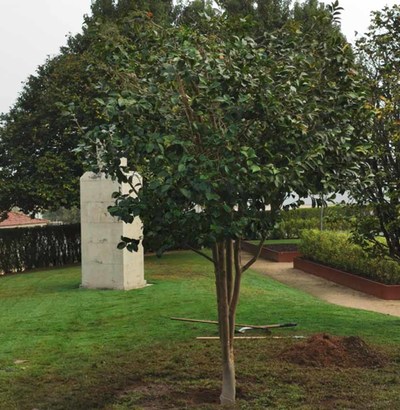 Transplantada unha camelia xapnica de 35 anos aos Xardns de Troncoso