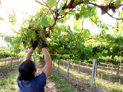 La D.O. Ras Baixas supera el ecuador de la vendimia con 28 millones de kilos recogidos