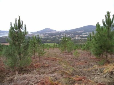 Comunidades de montes do Rosal inscriben  no Rexistro de Absorcins de CO2 do Ministerio de Transicin Ecolxica os primeiros proxectos da comarca do Baixo Mio